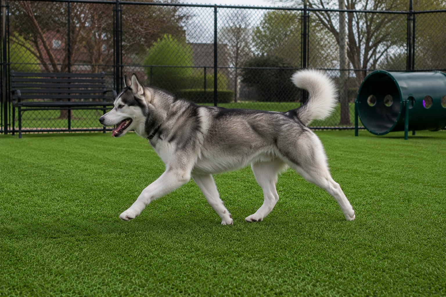 Dog Park Turf (6)